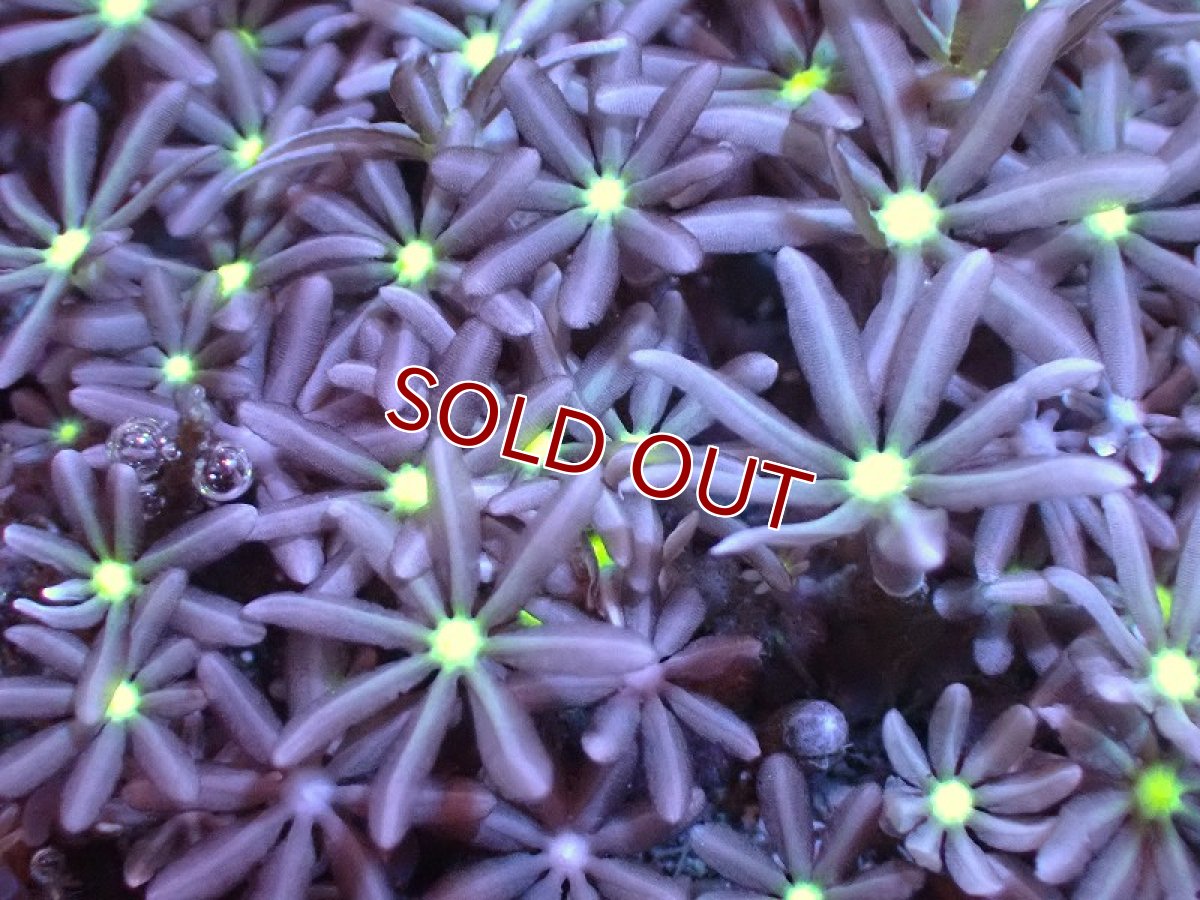 画像2: 【サンゴ】【通販】ブリードハナヅタsp. (イエローコア）（個体販売）No.1（生体）（サンゴ） (2)