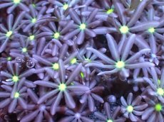 画像2: 【サンゴまとめ買い割引き10％〜20%OFF対象商品】【サンゴ】【通販】ブリードハナヅタsp. (イエローコア）（個体販売）No.1（生体）（サンゴ） (2)