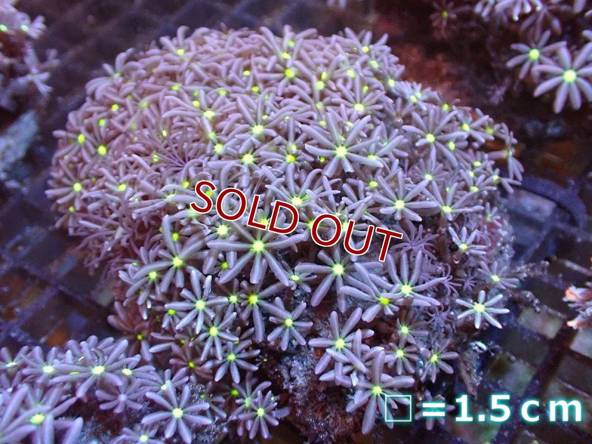 画像1: 【サンゴ】【通販】ブリードハナヅタsp. (イエローコア）（個体販売）No.2（生体）（サンゴ） (1)