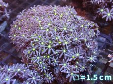 画像1: 【サンゴまとめ買い割引き10％〜20%OFF対象商品】【サンゴ】【通販】ブリードハナヅタsp. (イエローコア）（個体販売）No.2（生体）（サンゴ） (1)