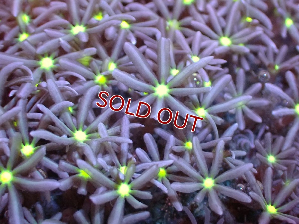 画像2: 【サンゴ】【通販】ブリードハナヅタsp. (イエローコア）（個体販売）No.2（生体）（サンゴ） (2)