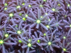 画像2: 【サンゴまとめ買い割引き10％〜20%OFF対象商品】【サンゴ】【通販】ブリードハナヅタsp. (イエローコア）（個体販売）No.2（生体）（サンゴ） (2)