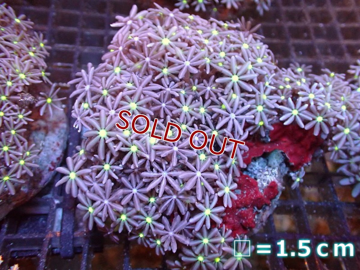 画像1: 【サンゴ】【通販】ブリードハナヅタsp. (イエローコア）（個体販売）No.3（生体）（サンゴ） (1)