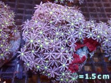 画像1: 【サンゴまとめ買い割引き10％〜20%OFF対象商品】【サンゴ】【通販】ブリードハナヅタsp. (イエローコア）（個体販売）No.3（生体）（サンゴ） (1)