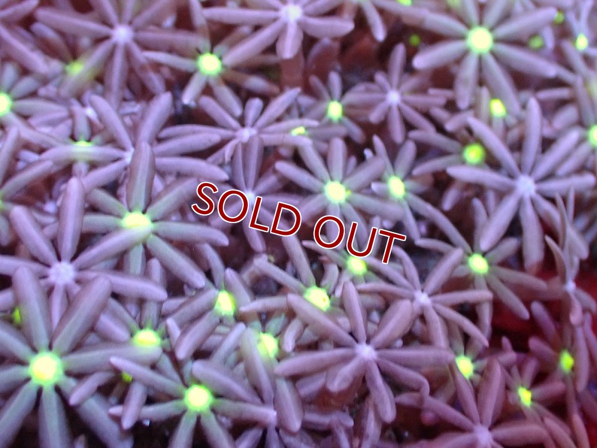 画像2: 【サンゴ】【通販】ブリードハナヅタsp. (イエローコア）（個体販売）No.3（生体）（サンゴ） (2)