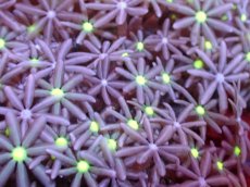 画像2: 【サンゴまとめ買い割引き10％〜20%OFF対象商品】【サンゴ】【通販】ブリードハナヅタsp. (イエローコア）（個体販売）No.3（生体）（サンゴ） (2)