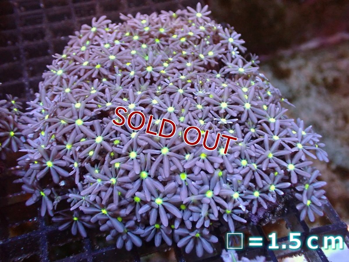 画像1: 【サンゴ】【通販】ブリードハナヅタsp. (イエローコア）（個体販売）No.4（生体）（サンゴ） (1)