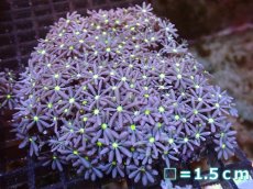 画像1: 【サンゴまとめ買い割引き10％〜20%OFF対象商品】【サンゴ】【通販】ブリードハナヅタsp. (イエローコア）（個体販売）No.4（生体）（サンゴ） (1)