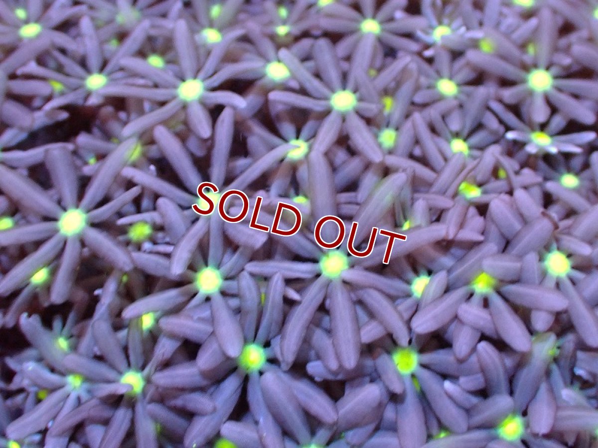 画像2: 【サンゴ】【通販】ブリードハナヅタsp. (イエローコア）（個体販売）No.4（生体）（サンゴ） (2)