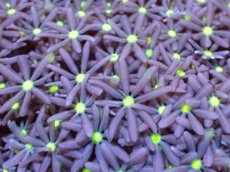 画像2: 【サンゴまとめ買い割引き10％〜20%OFF対象商品】【サンゴ】【通販】ブリードハナヅタsp. (イエローコア）（個体販売）No.4（生体）（サンゴ） (2)