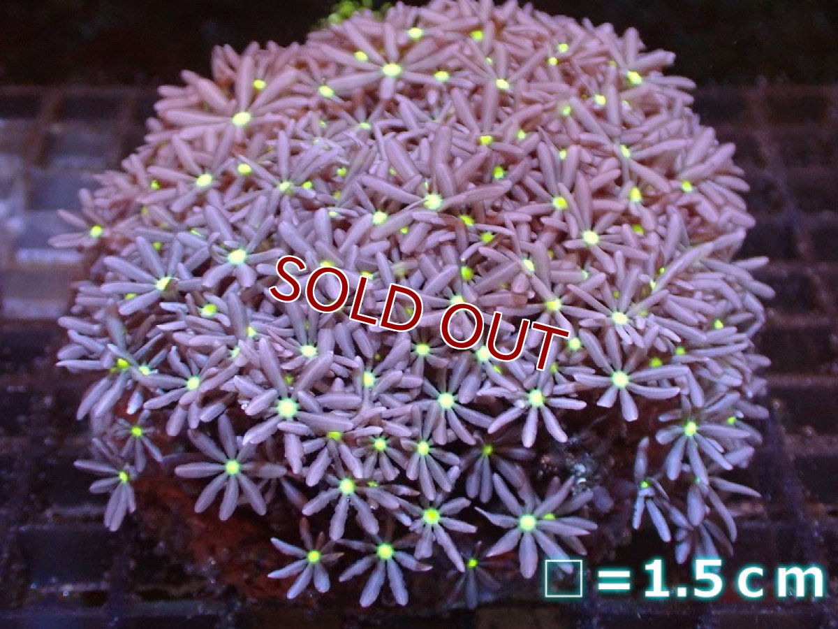 画像1: 【サンゴ】【通販】ブリードハナヅタsp. (イエローコア）（個体販売）No.5（生体）（サンゴ） (1)