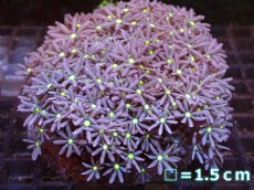 画像1: 【サンゴまとめ買い割引き10％〜20%OFF対象商品】【サンゴ】【通販】ブリードハナヅタsp. (イエローコア）（個体販売）No.5（生体）（サンゴ） (1)