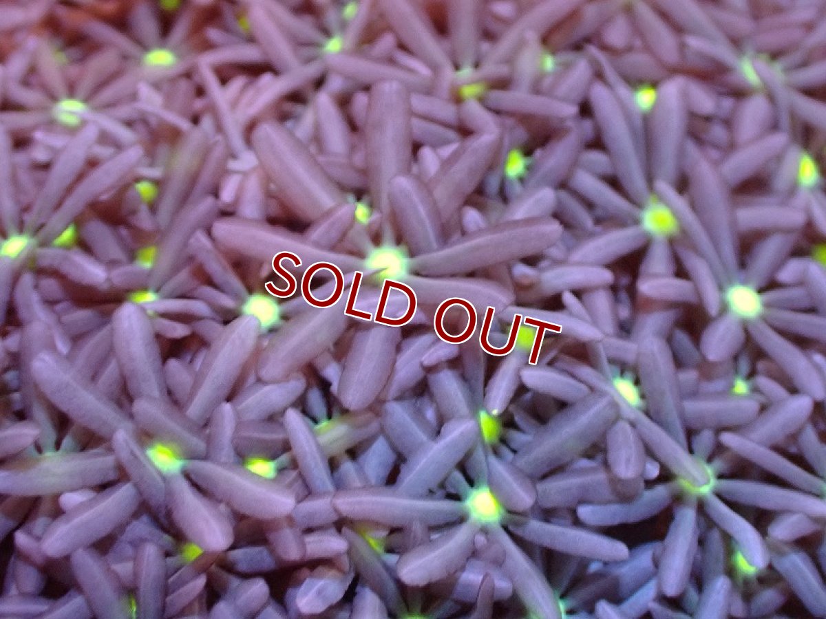 画像2: 【サンゴ】【通販】ブリードハナヅタsp. (イエローコア）（個体販売）No.5（生体）（サンゴ） (2)