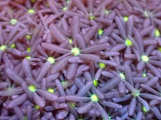 画像2: 【サンゴまとめ買い割引き10％〜20%OFF対象商品】【サンゴ】【通販】ブリードハナヅタsp. (イエローコア）（個体販売）No.5（生体）（サンゴ） (2)