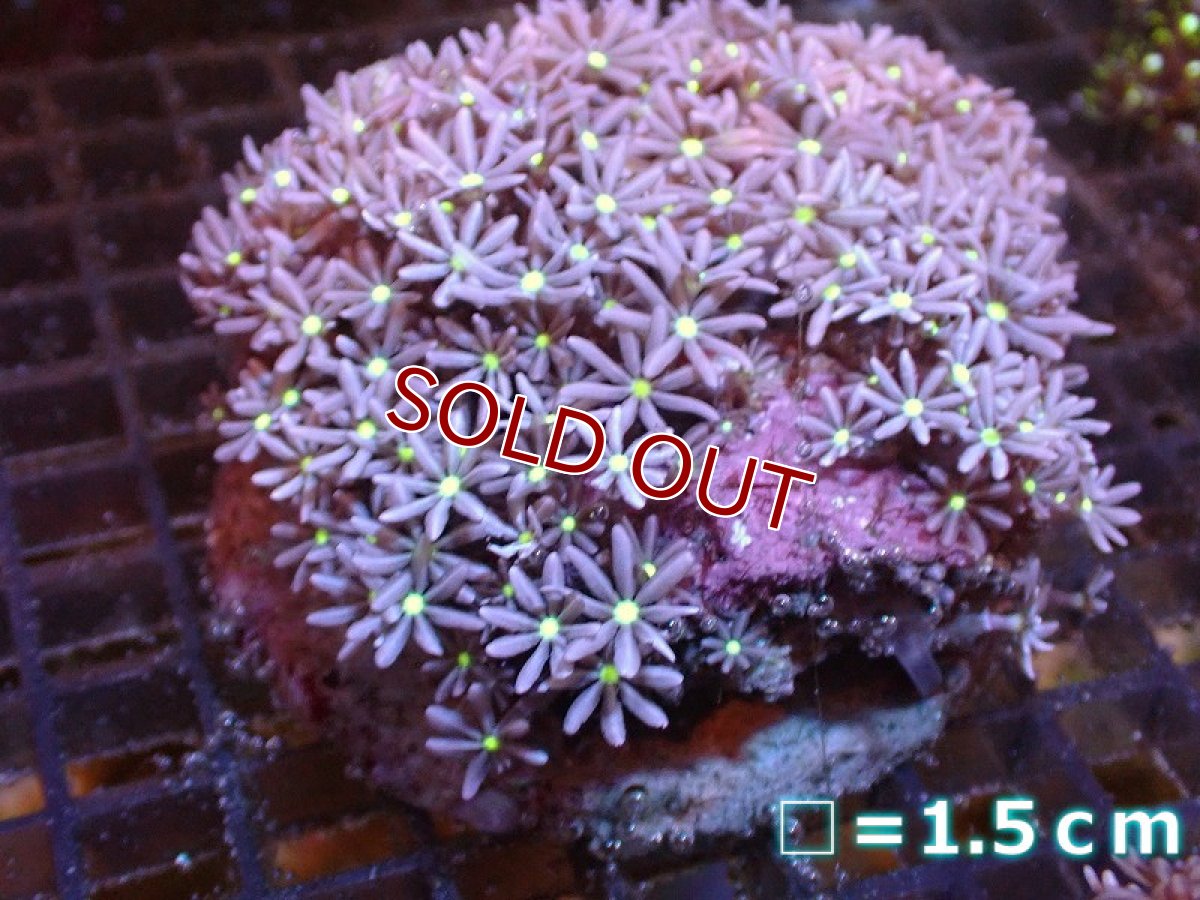 画像1: 【サンゴ】【通販】ブリードハナヅタsp. (イエローコア）（個体販売）No.6（生体）（サンゴ） (1)