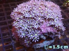 画像1: 【サンゴまとめ買い割引き10％〜20%OFF対象商品】【サンゴ】【通販】ブリードハナヅタsp. (イエローコア）（個体販売）No.6（生体）（サンゴ） (1)