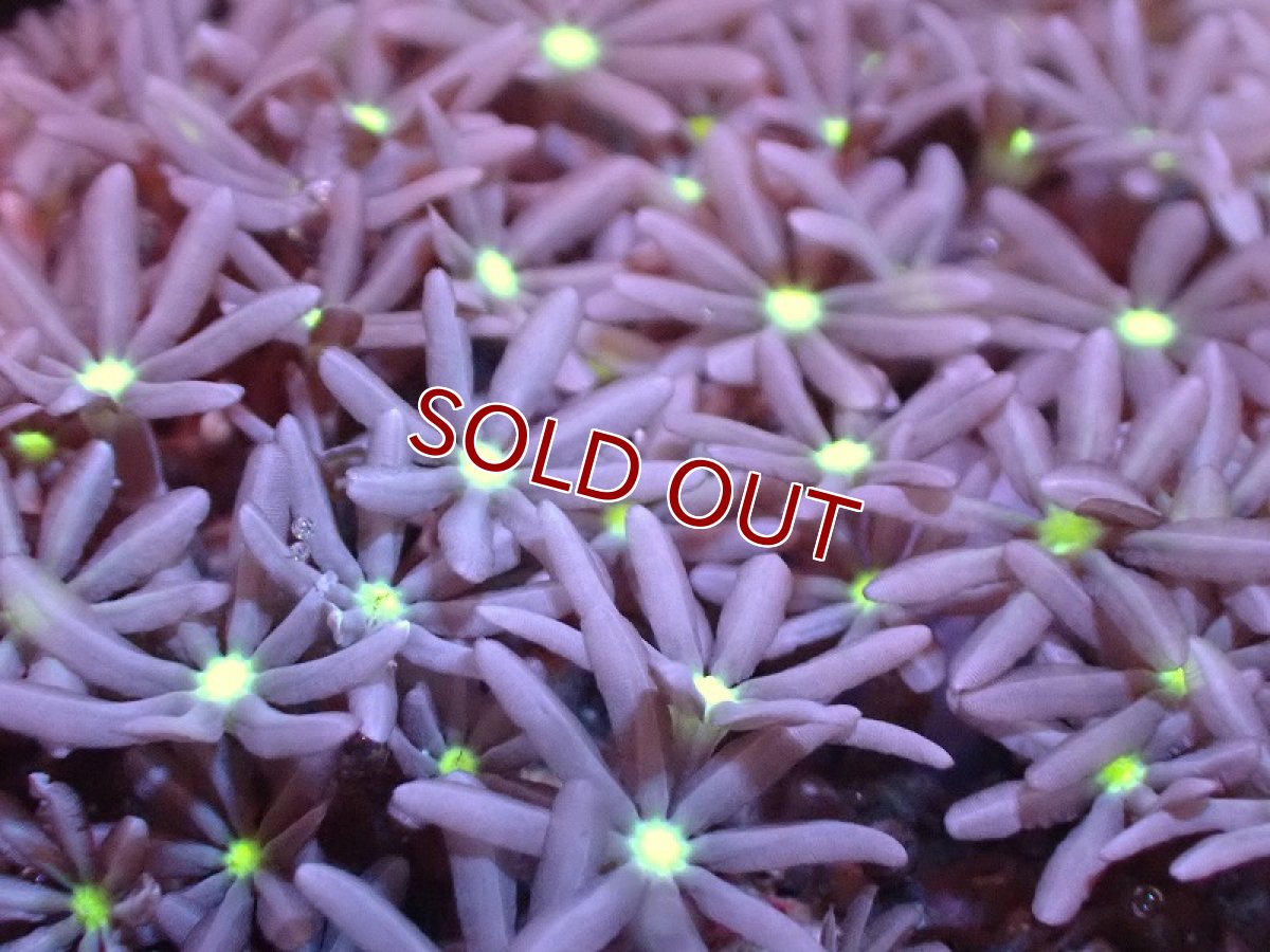 画像2: 【サンゴ】【通販】ブリードハナヅタsp. (イエローコア）（個体販売）No.6（生体）（サンゴ） (2)