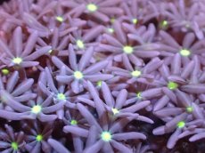 画像2: 【サンゴまとめ買い割引き10％〜20%OFF対象商品】【サンゴ】【通販】ブリードハナヅタsp. (イエローコア）（個体販売）No.6（生体）（サンゴ） (2)