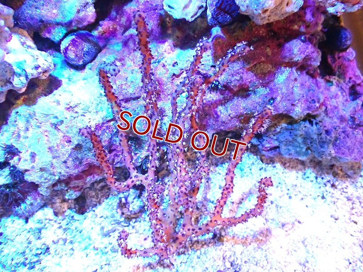 画像1: 【サンゴ】【通販】カリビアンイエローゴルゴニア（個体販売）（±15-18cm)No.1（生体）（サンゴ） (1)