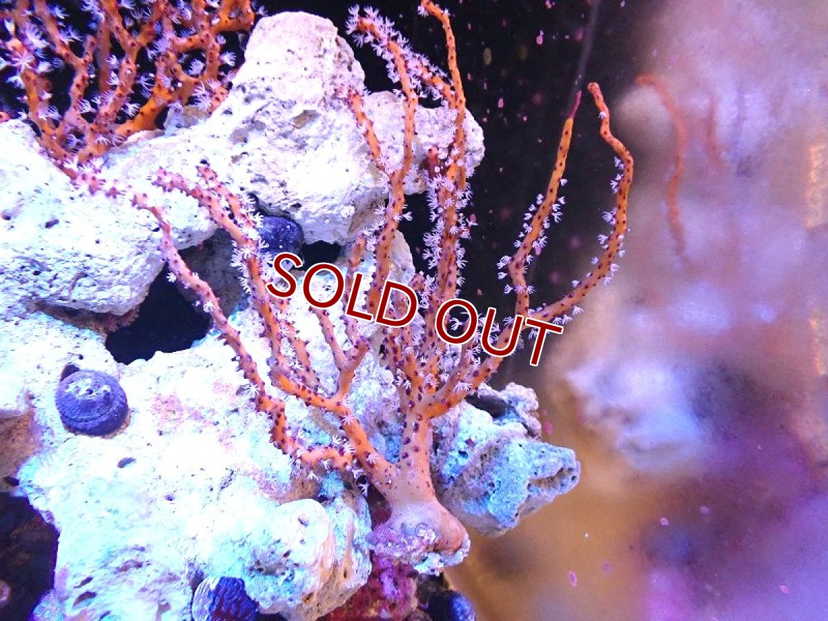 画像1: 【サンゴ】【通販】カリビアンイエローゴルゴニア（個体販売）（±15-18cm)No.2（生体）（サンゴ） (1)