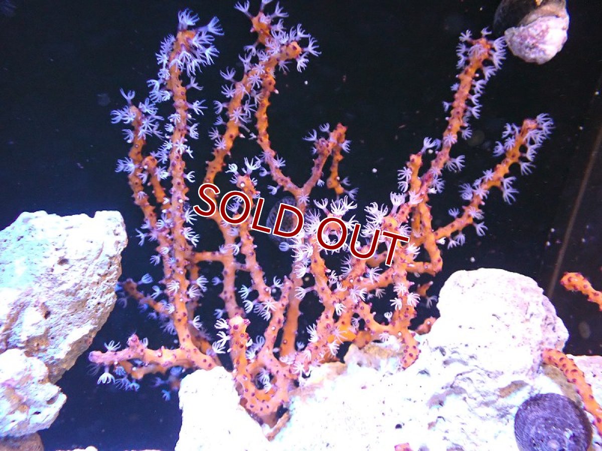 画像1: 【サンゴ】【通販】カリビアンイエローゴルゴニア（個体販売）（±15-18cm)No.3（生体）（サンゴ） (1)