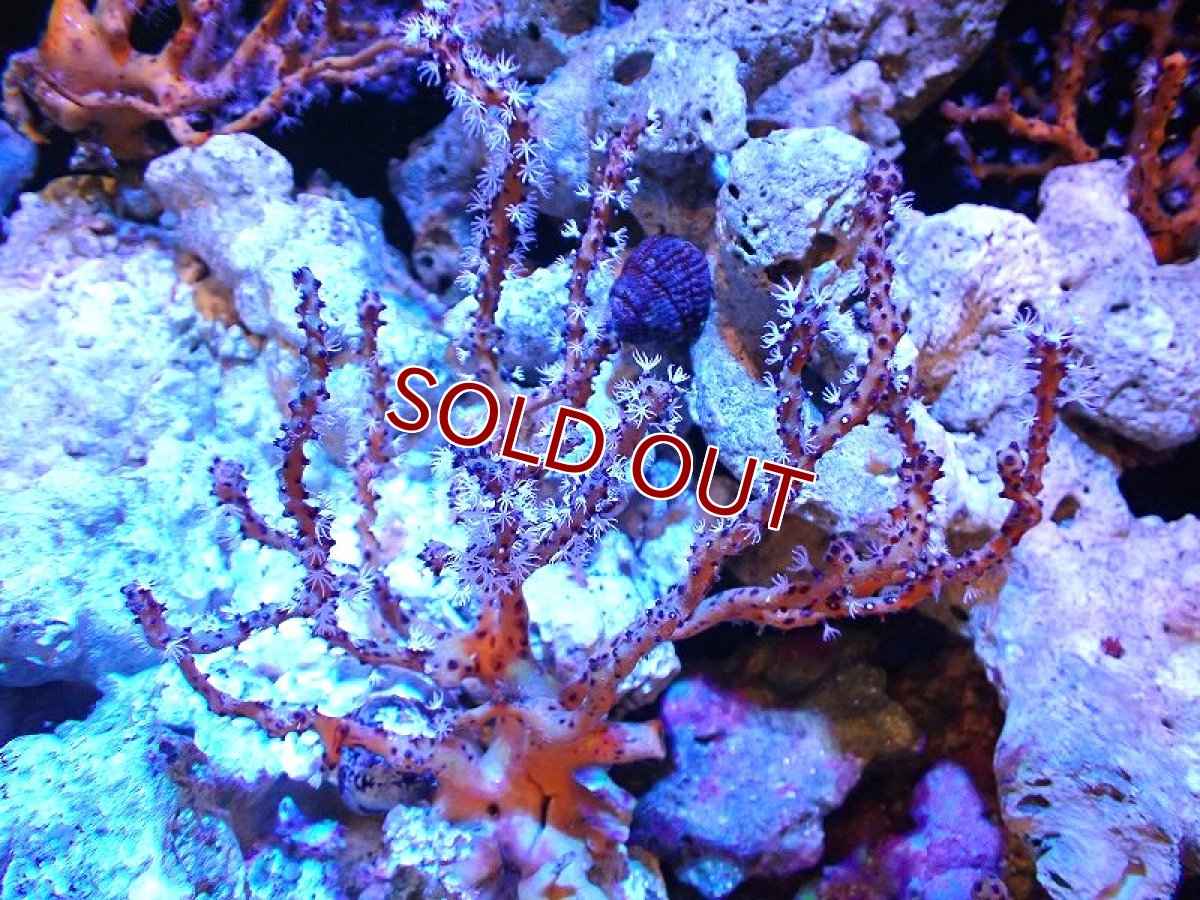 画像1: 【サンゴ】【通販】カリビアンイエローゴルゴニア（個体販売）（±15-18cm)No.4（生体）（サンゴ） (1)