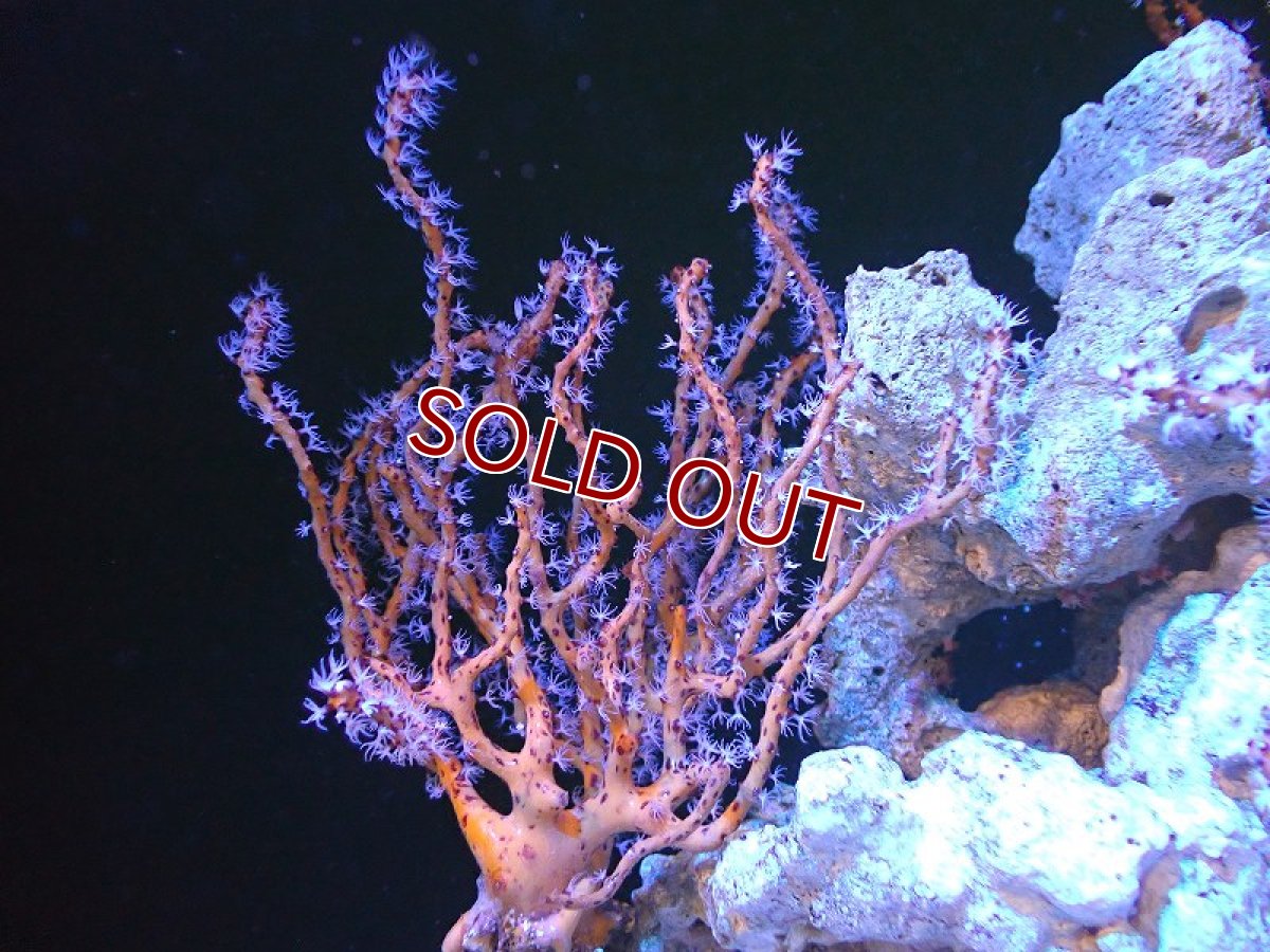 画像1: 【サンゴ】【通販】カリビアンイエローゴルゴニア（個体販売）（±15-18cm)No.5（生体）（サンゴ） (1)