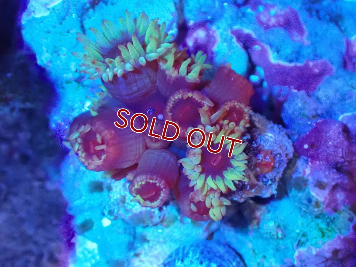 画像1: 【サンゴまとめ買い割引き10％〜20%OFF対象商品】 【サンゴ】【通販】イボヤギsp.(オレンジ）（個体販売）（±4-5cm)No.2（生体）（サンゴ） (1)