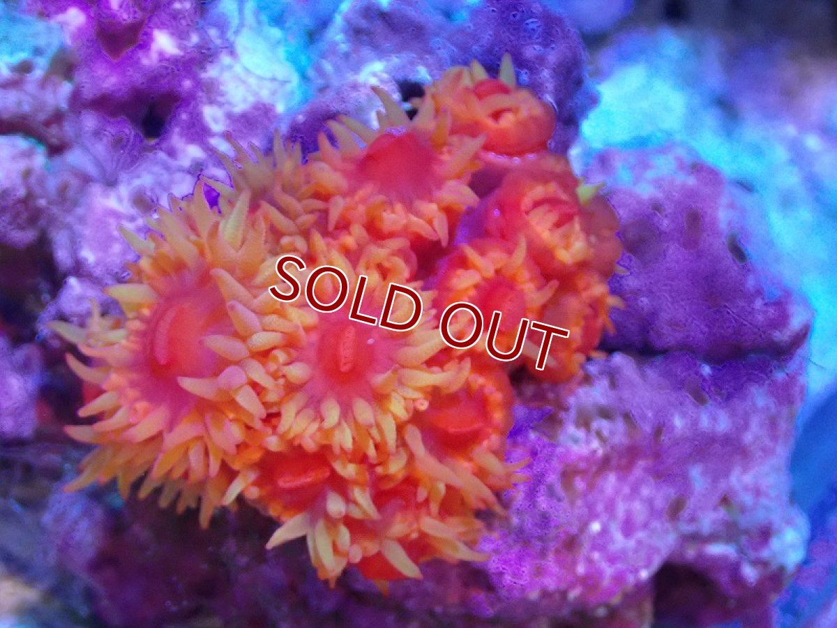 画像1: 【サンゴまとめ買い割引き10％〜20%OFF対象商品】 【サンゴ】【通販】イボヤギsp.(オレンジ）（個体販売）（±4-5cm)No.3（生体）（サンゴ） (1)