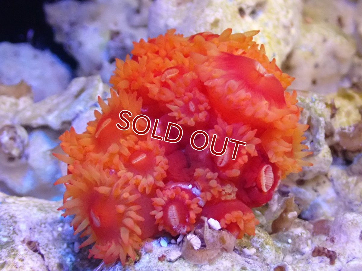画像1: 【サンゴまとめ買い割引き10％〜20%OFF対象商品】 【サンゴ】【通販】イボヤギsp.(オレンジ）（個体販売）（±5-6cm)No.4（生体）（サンゴ） (1)