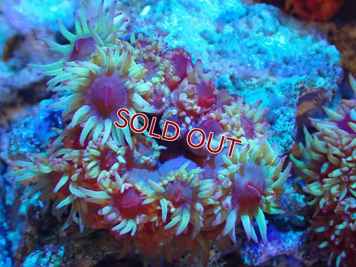 画像1: 【サンゴ】【通販】イボヤギsp.(オレンジ）（個体販売）（±5-6cm)No.5（生体）（サンゴ） (1)