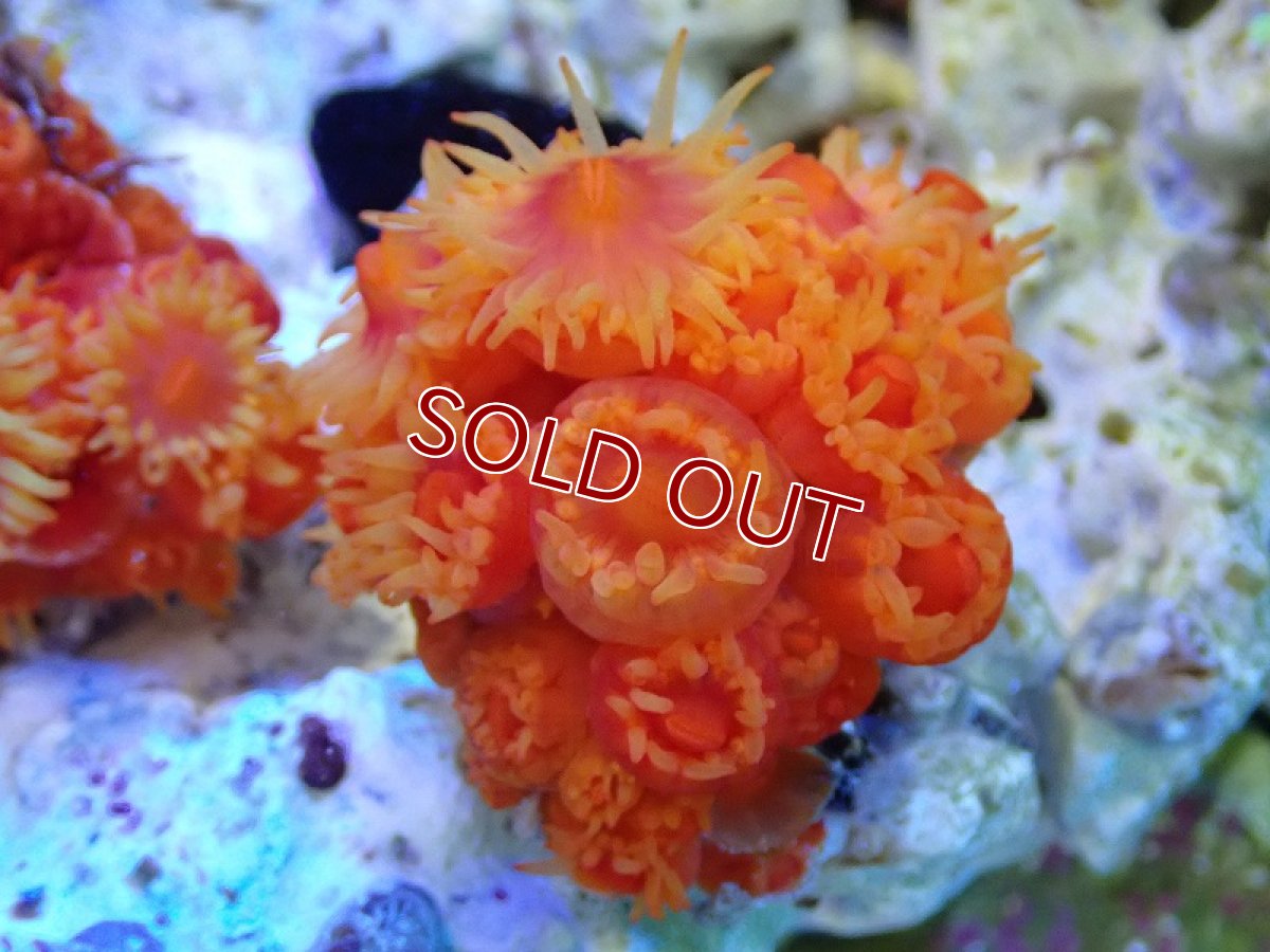 画像1: 【サンゴまとめ買い割引き10％〜20%OFF対象商品】 【サンゴ】【通販】イボヤギsp.(オレンジ）（個体販売）（±5-6cm)No.6（生体）（サンゴ） (1)