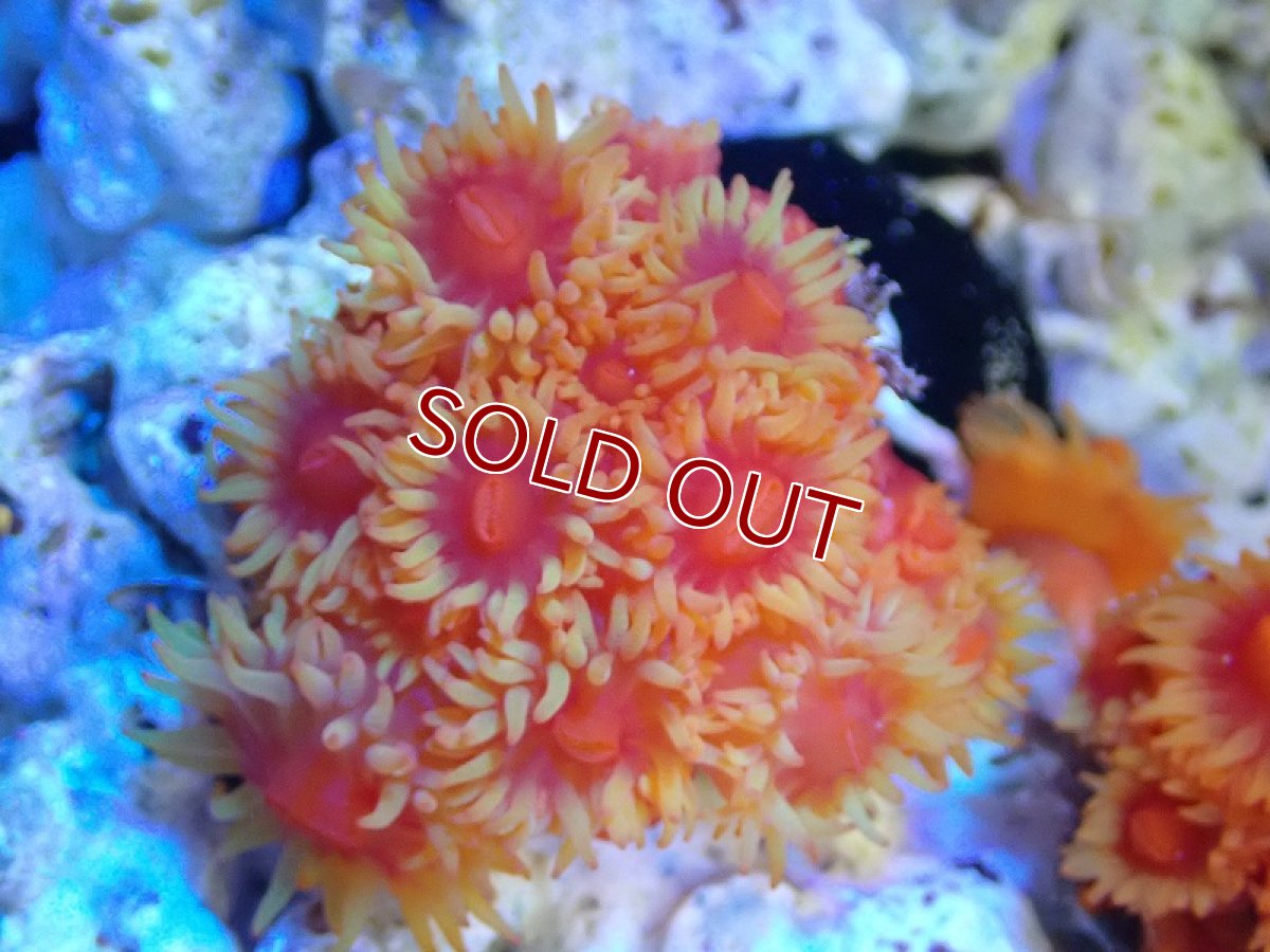 画像1: 【サンゴまとめ買い割引き10％〜20%OFF対象商品】 【サンゴ】【通販】イボヤギsp.(オレンジ）（個体販売）（±5-6cm)No.7（生体）（サンゴ） (1)