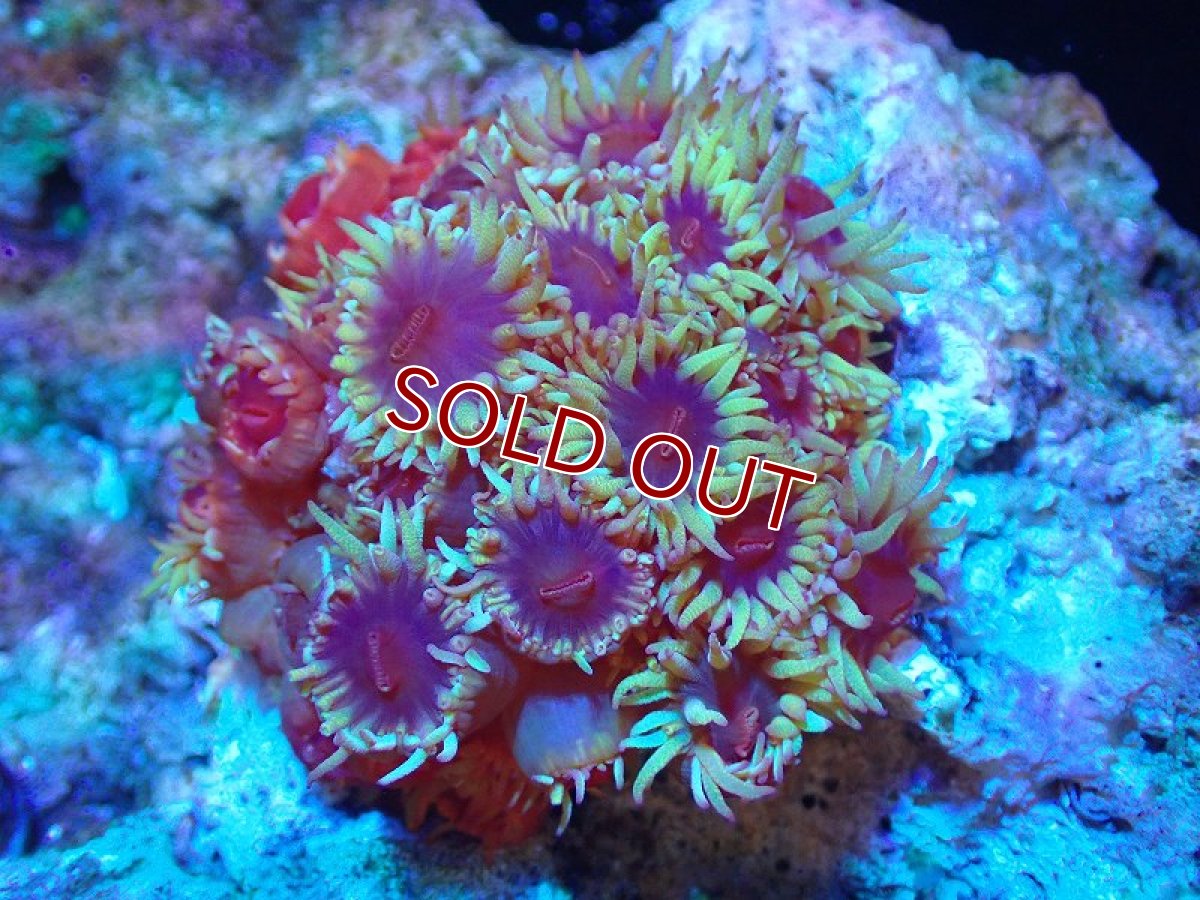 画像1: 【サンゴまとめ買い割引き10％〜20%OFF対象商品】 【サンゴ】【通販】イボヤギsp.(オレンジ）（個体販売）（±5-6cm)No.8（生体）（サンゴ） (1)