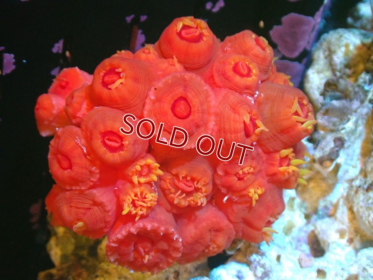 画像1: 【サンゴ】【通販】イボヤギsp.(オレンジ）SMサイズ（個体販売）（±5cm)No.1（生体）（サンゴ） (1)