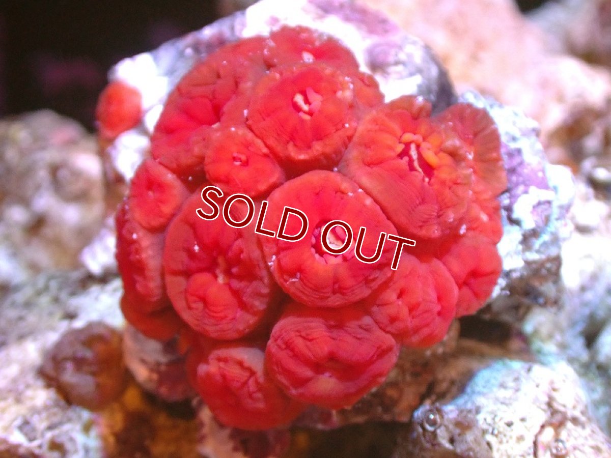 画像1: 【サンゴ】【通販】イボヤギsp.(オレンジ）SMサイズ（個体販売）（±5cm)No.2（生体）（サンゴ） (1)