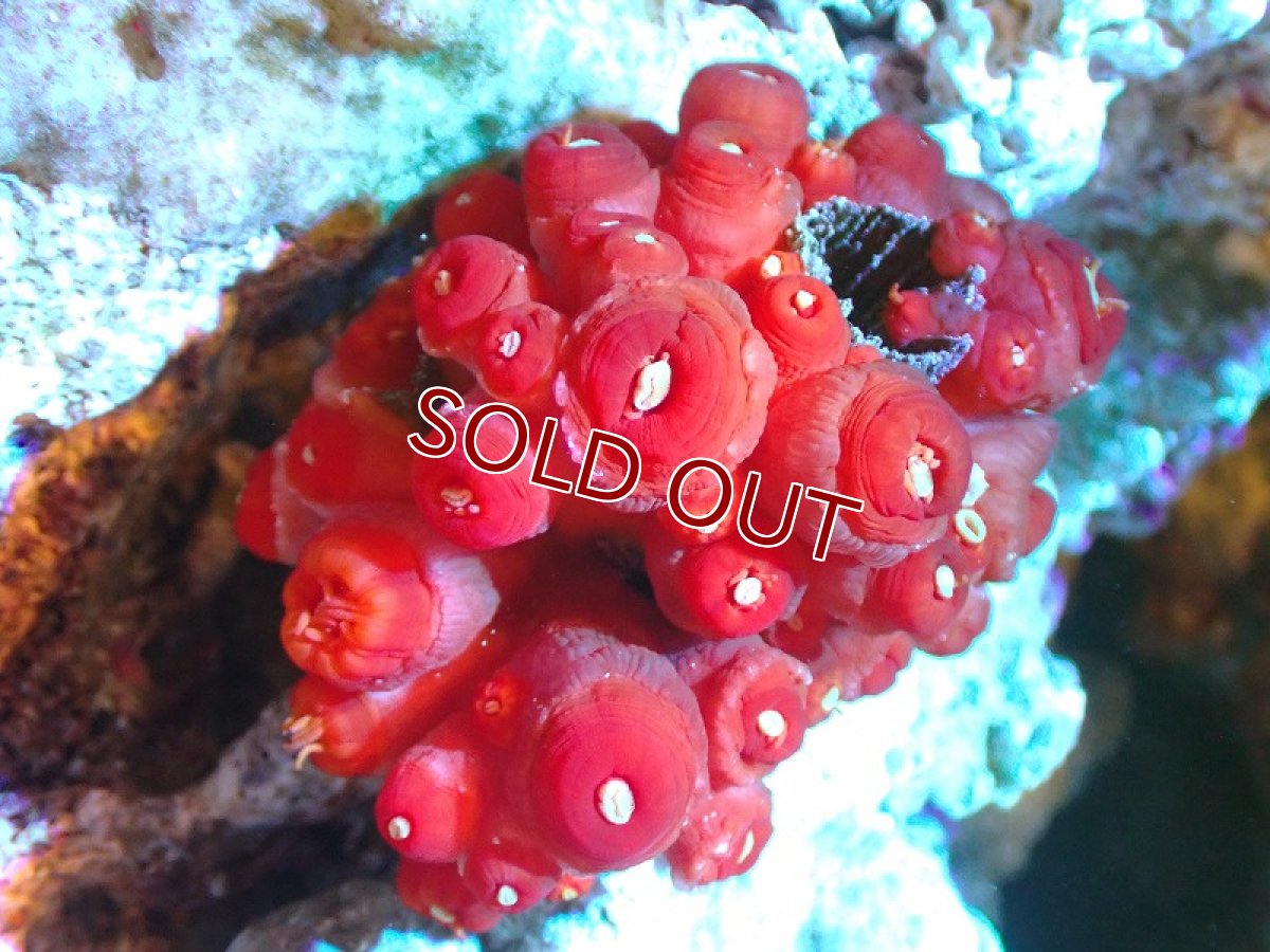 画像1: 【サンゴまとめ買い割り引き対象商品30周年セール】【サンゴ】【通販】イボヤギsp.(オレンジ）SMサイズ（個体販売）（±6cm)No.3（生体）（サンゴ） (1)