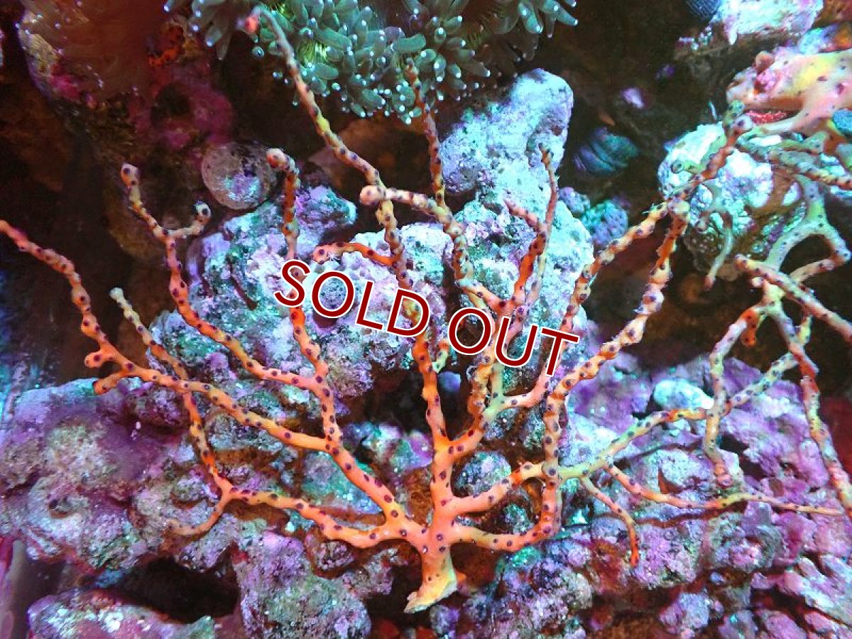 画像1: 【サンゴ】【通販】カリビアンイエローゴルゴニア（個体販売）（±15-17cm)No.1（生体）（サンゴ） (1)