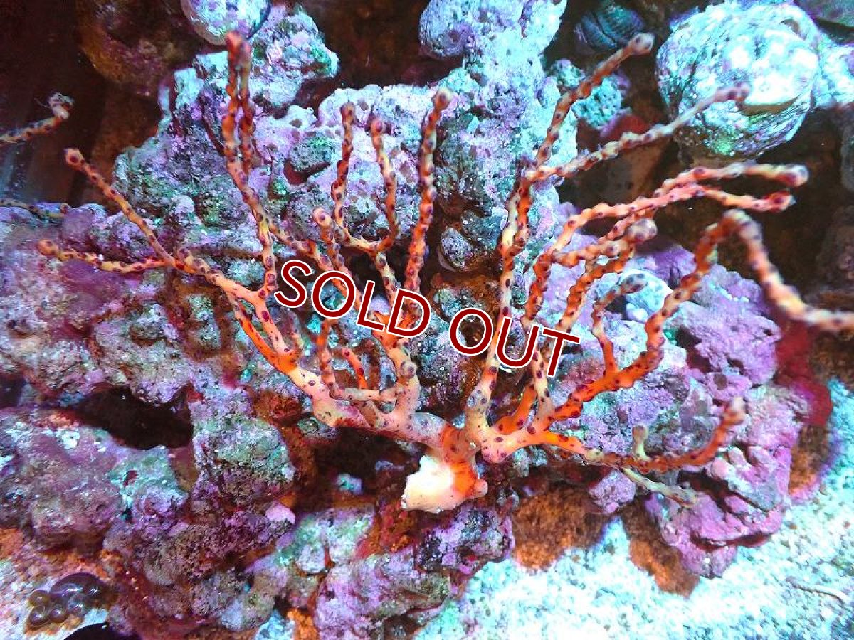 画像1: 【サンゴ】【通販】カリビアンイエローゴルゴニア（個体販売）（±13-15cm)No.4（生体）（サンゴ） (1)