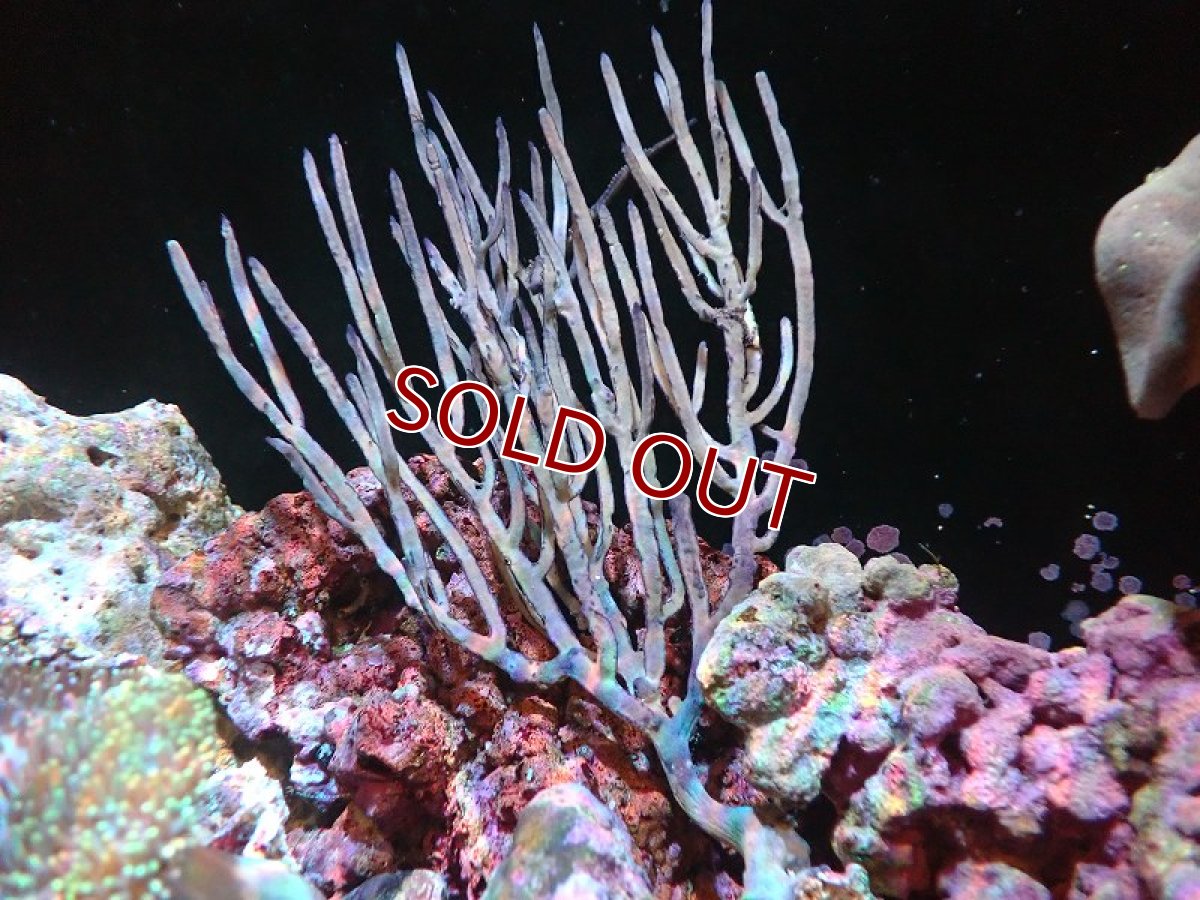 画像1: 【サンゴ】【通販】カリビアンパープルブレードゴルゴニア（個体販売）（±17cm)No.1（生体）（サンゴ） (1)