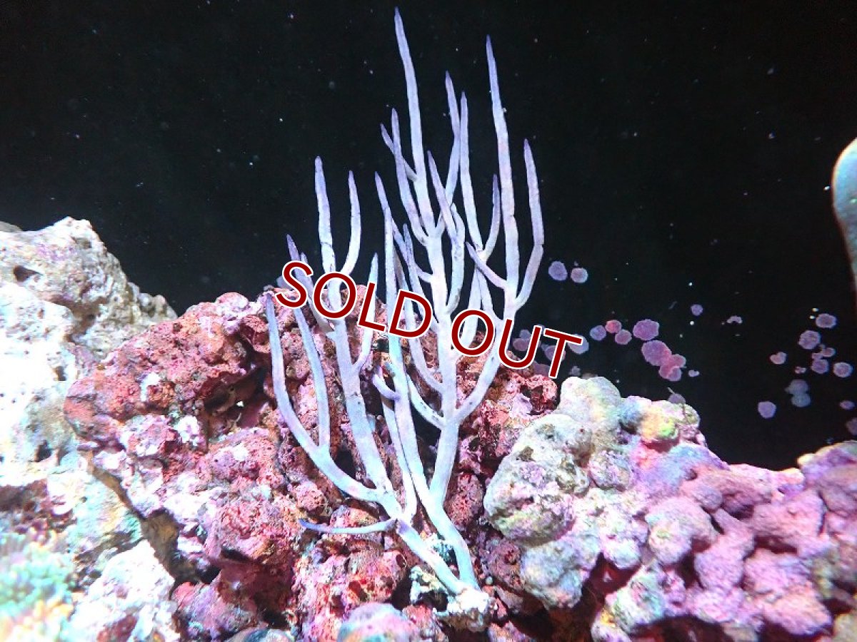 画像1: 【サンゴまとめ買い割り引き対象商品30周年セール】【サンゴ】【通販】カリビアンパープルブレードゴルゴニア（個体販売）（±15cm)No.2（生体）（サンゴ） (1)