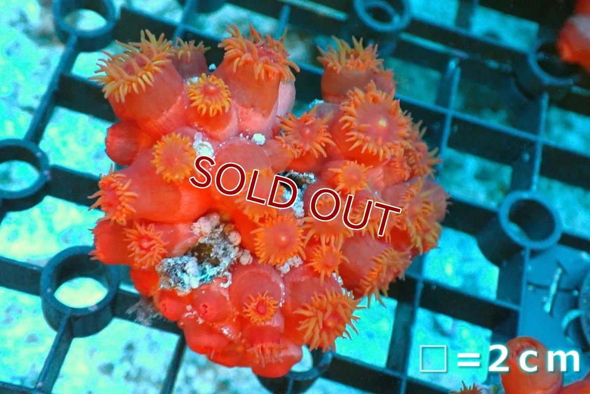 画像1: 【サンゴ】【通販】イボヤギsp.(オレンジ）Mサイズ（個体販売）No.4（生体）（サンゴ） (1)