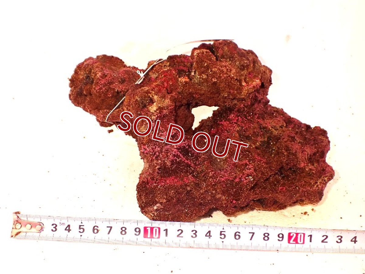 画像1: 【サンゴ】【通販】オーシャンロック（ALFA)（1個）（サンプル画像）No.11（生体）（サンゴ） (1)