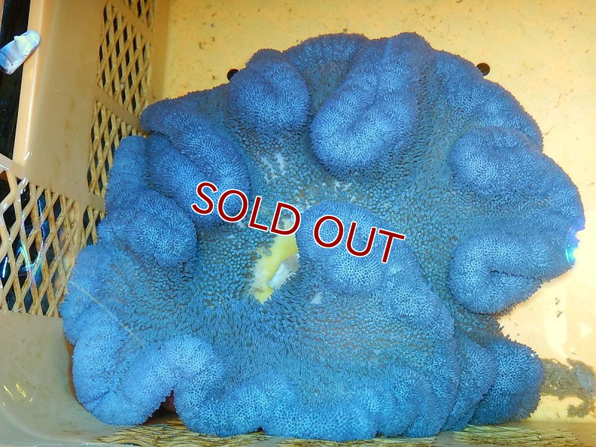 画像1: 【イソギンチャク】ハタゴイソギンチャク（ブルー）XXLサイズ（個体販売）（±30-40ｃｍ前後）（生体）（海水魚）（サンゴ） (1)
