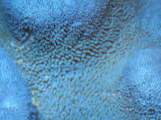 画像2: 【イソギンチャク】ハタゴイソギンチャク（ブルー）XXLサイズ（個体販売）（±30-40ｃｍ前後）（生体）（海水魚）（サンゴ） (2)