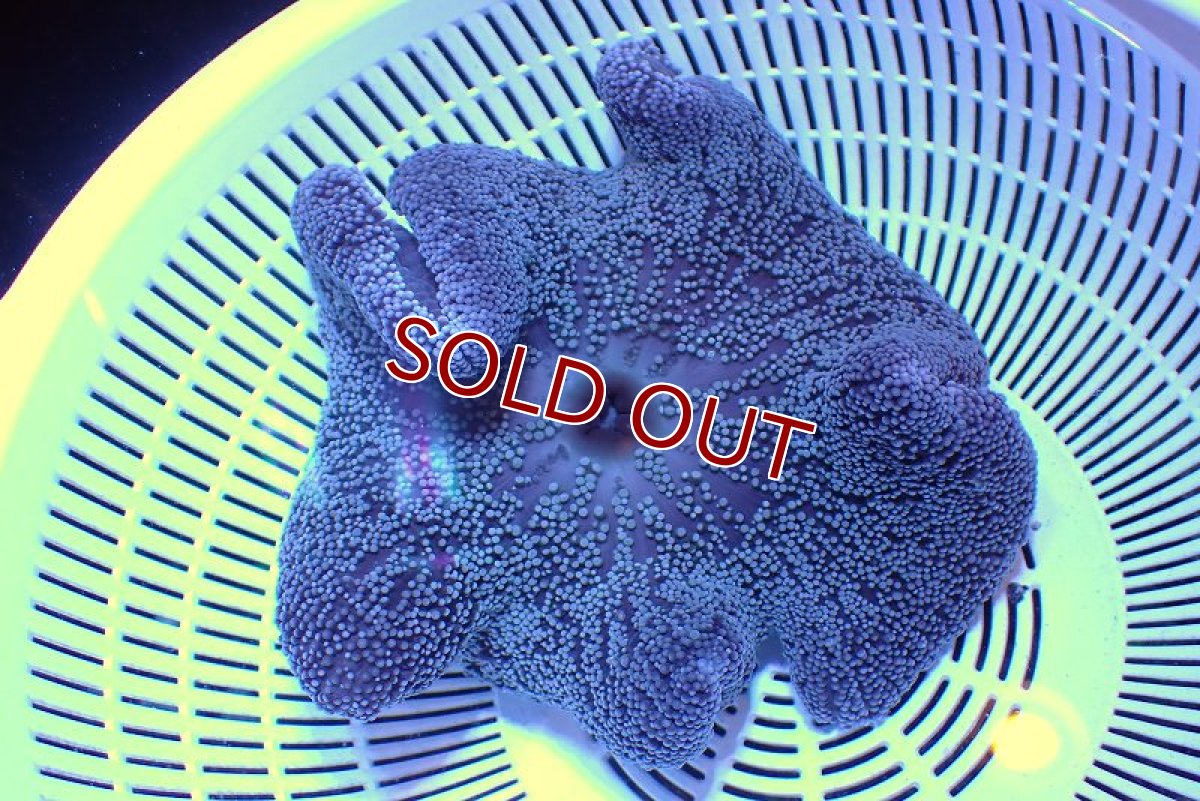 画像1: 【サンゴ】【通販】イボハタゴイソギンチャク（Blue/Purple）Mサイズ （個体販売）（±13ｃｍ）（生体）（サンゴ） (1)