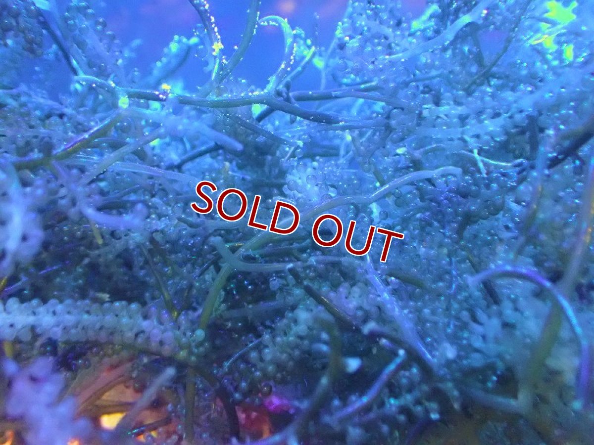 画像2: 【サンゴ】【通販】餌として、リフジウム水槽にもOK! ウミブドウ（100ｇ）【1パック】（サンプル画像） （生体）（サンゴ） (2)