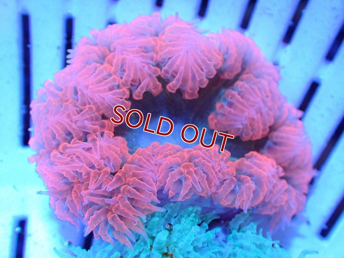 画像1: 【サンゴ・イソギンチャク】【通販】カリビアンフラワーロックアネモネ（個体販売）（±4-5cm)No.1（生体）（サンゴ） (1)