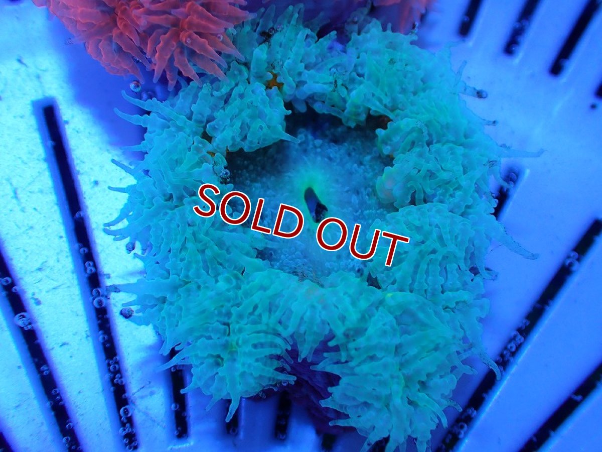 画像1: 【サンゴ・イソギンチャク】【通販】カリビアンフラワーロックアネモネ（個体販売）（±4-5cm)No.2（生体）（サンゴ） (1)
