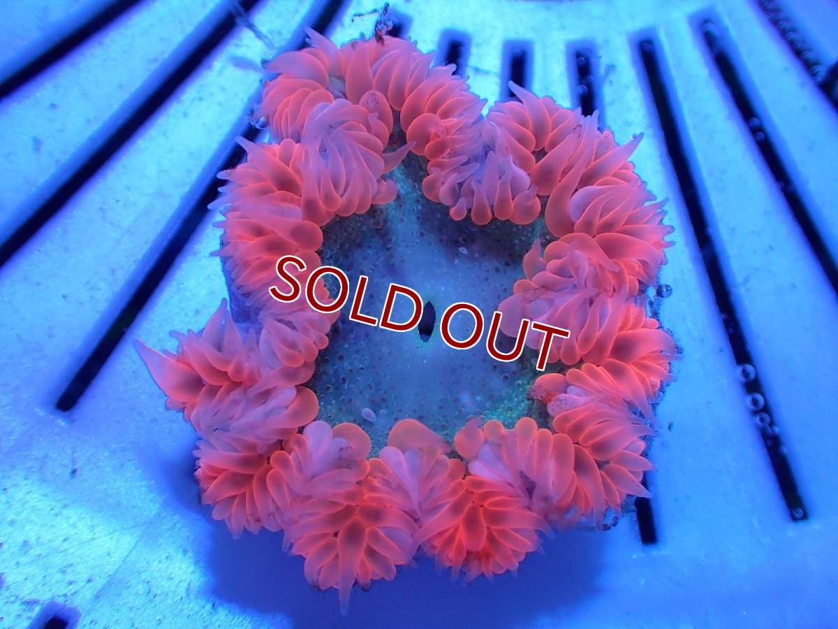 画像1: 【サンゴ・イソギンチャク】【通販】カリビアンフラワーロックアネモネ（個体販売）（±4-5cm)No.3（生体）（サンゴ） (1)